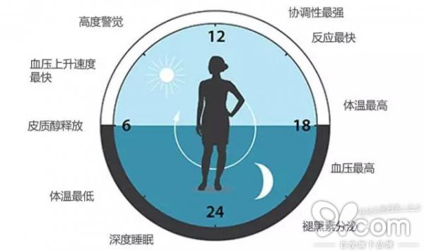 生物钟对生理功能的精准调节